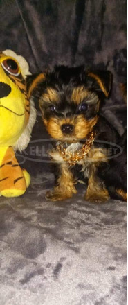 Extra mini yorkshire terrier - 2/3