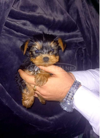 Extra mini yorkshire terrier - 3/3