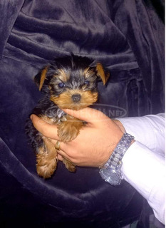 Extra mini yorkshire terrier