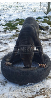 Az alábbi szülőktől előjegyezhető pitbull kiskutyák