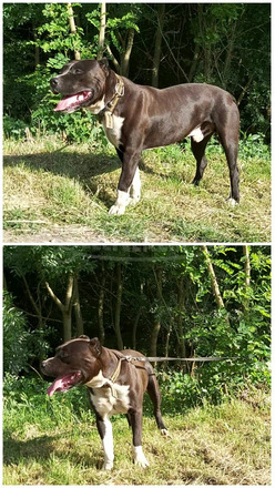 Az alábbi szülőktől előjegyezhető pitbull kiskutyák - 3/7