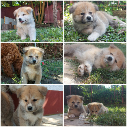 Törzskönyvezett Akita Inu kiskutyák - 1/4