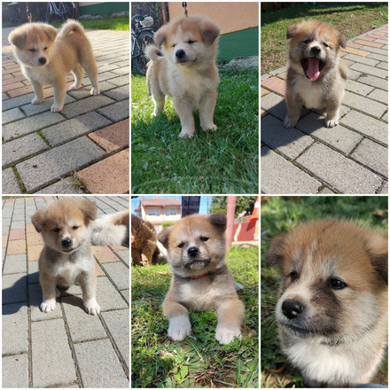 Törzskönyvezett Akita Inu kiskutyák - 3/4