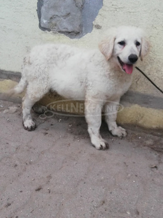 Kuvasz kölykök - 2/2