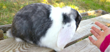 Kosorrú nyuszi