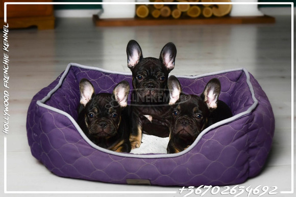 Eladó Francia Bulldog - 2/6
