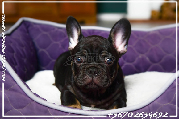 Eladó Francia Bulldog - 4/6