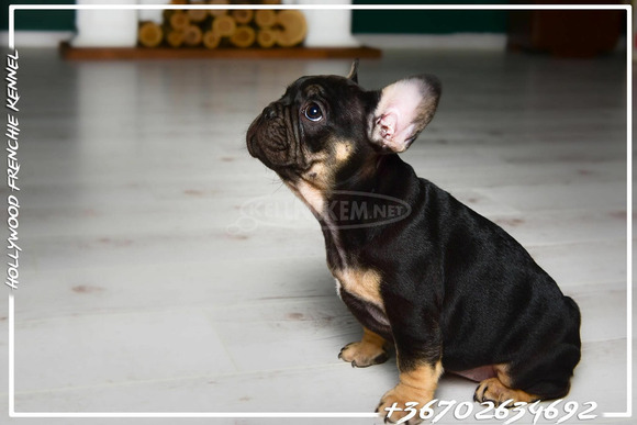 Eladó Francia Bulldog - 5/6
