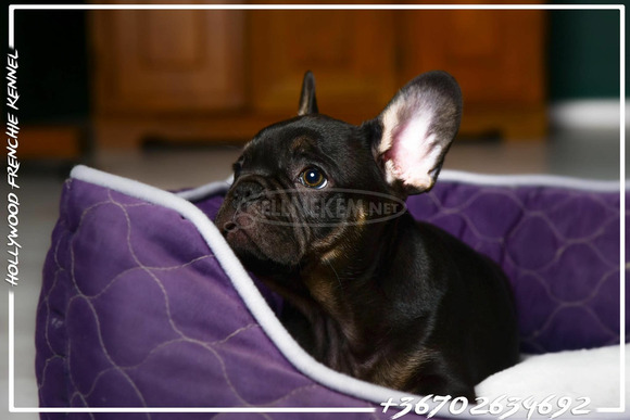 Eladó Francia Bulldog - 6/6