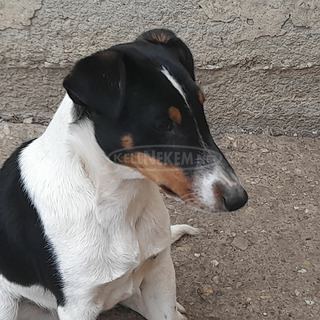 Simaszőrű foxterrier