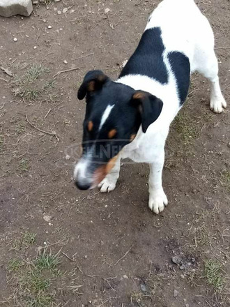 Simaszőrű foxterrier - 3/4