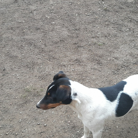 Simaszőrű foxterrier - 4/4