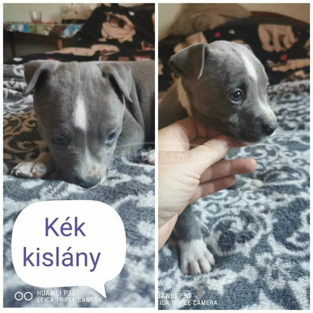 Eladó amstaff kiskutyák - 3/6