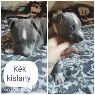 Eladó amstaff kiskutyák