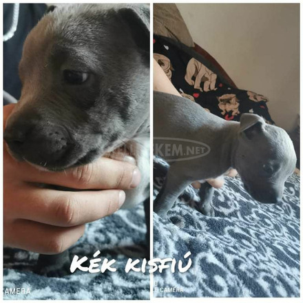 Eladó amstaff kiskutyák - 5/6