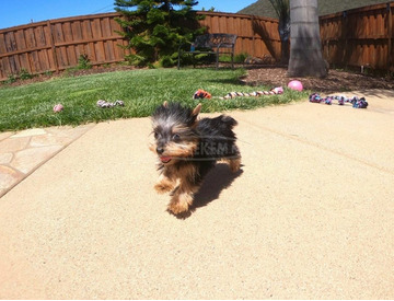 Nostény Yorkshire Terrier Kiskutya