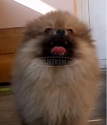 Törpe spitz kan kölyök. - 3/5