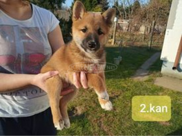 Gyönyörű Shiba Inu kiskutyák