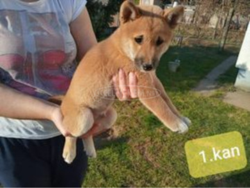 Gyönyörű Shiba Inu kiskutyák