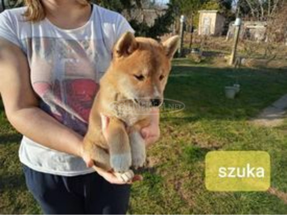 Gyönyörű Shiba Inu kiskutyák - 8/9