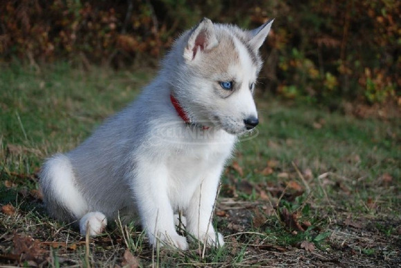 Gyönyörű fajtatiszta husky kölykök - 5/6