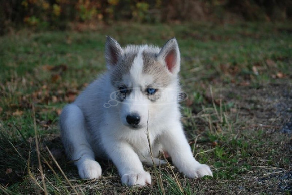 Gyönyörű fajtatiszta husky kölykök - 6/6