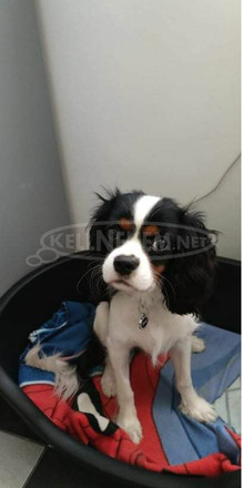 Cavallier King Charles Spániel fajtatiszta jellegű - 2/4
