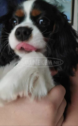 Cavallier King Charles Spániel fajtatiszta jellegű - 3/4