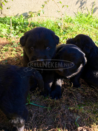 Labrador keverék kiskutyák - 2/4