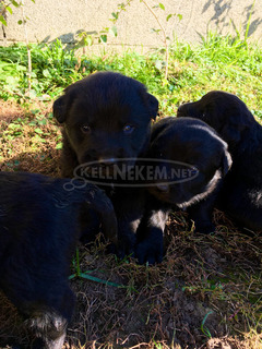 Labrador keverék kiskutyák