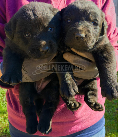 Labrador keverék kiskutyák - 3/4