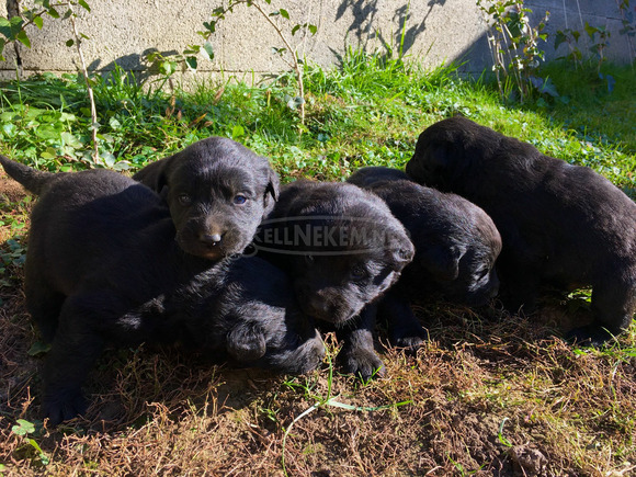 Labrador keverék kiskutyák - 4/4